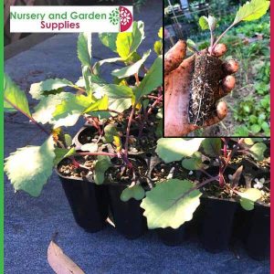 40 cell Plant Tray - for more info go to nurseryandgardensupplies.co.nz
