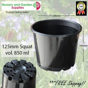 125mm Squat Plant Pot - for more info go to nurseryandgardensupplies.com.au