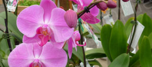 Orchid Products Category - Nursery and Garden Supplies - for more info go to nurseryandgardensupplies.com.au