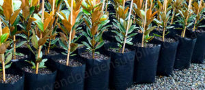 Poly Planter Bags Category - Nursery and Garden Supplies - for more info go to nurseryandgardensupplies.com.au