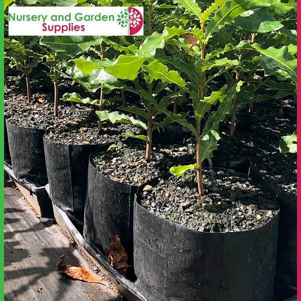 Grow Bags