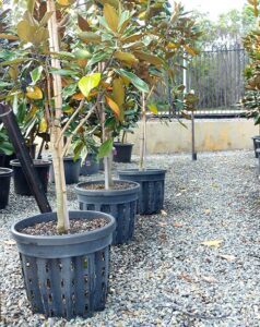 Air pruning pots