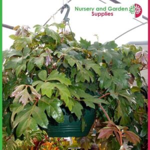 outdoor hanging baskets