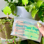 uBloomd Green Sticky Traps