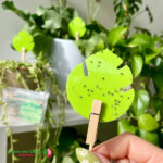 uBloomd Green Sticky Traps