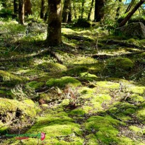 Many moss varieties grow naturally in New Zealand