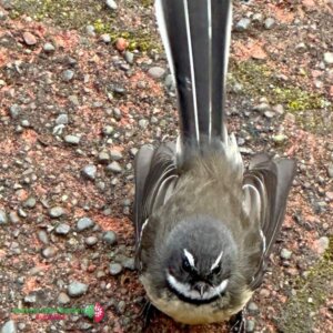 New Zealand Fantail