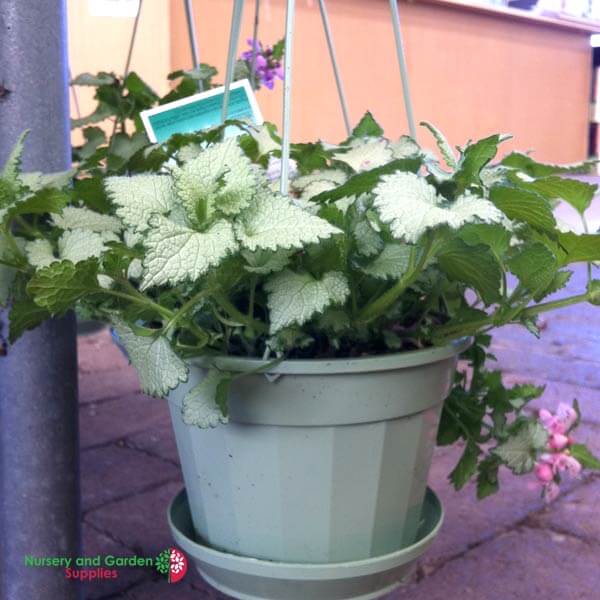 Plastic Hanging Baskets