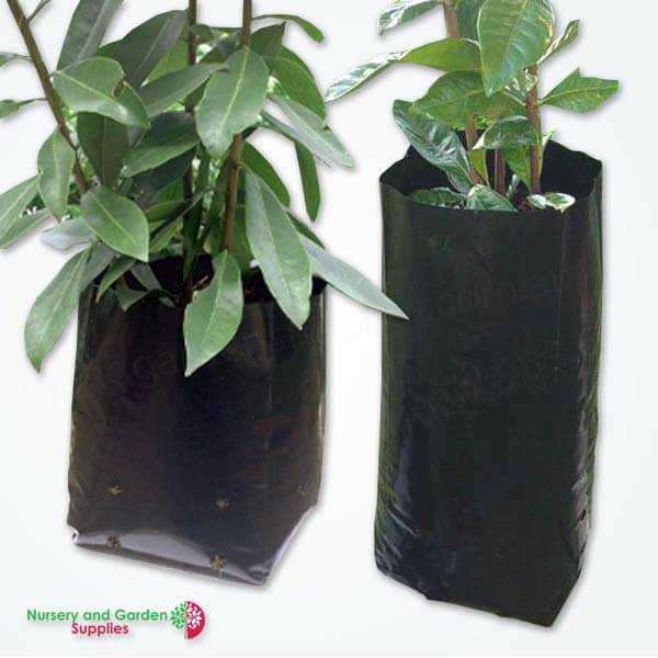 squat pots for orchids
