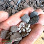 Kiwi Orchid Bark Potting Blend