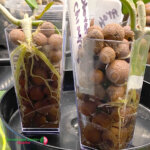Clay Pebbles (Expanded Clay Balls)