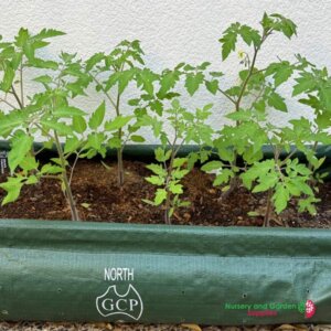 Homegrown Climbing Crops Pack