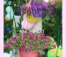 0-200mm-hanging-Basket-pink-3.jpg