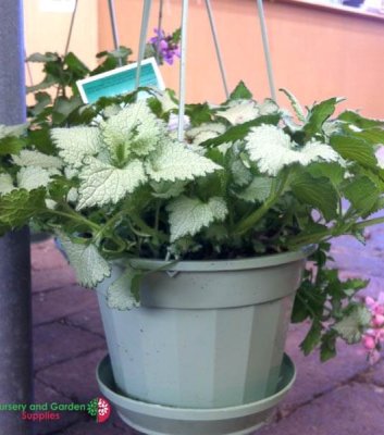 Plastic Hanging Baskets